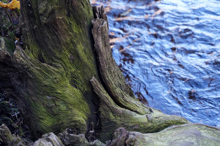 Moss Covered Driftwood at Rivers Edge Photograph by Michelle Mahnke