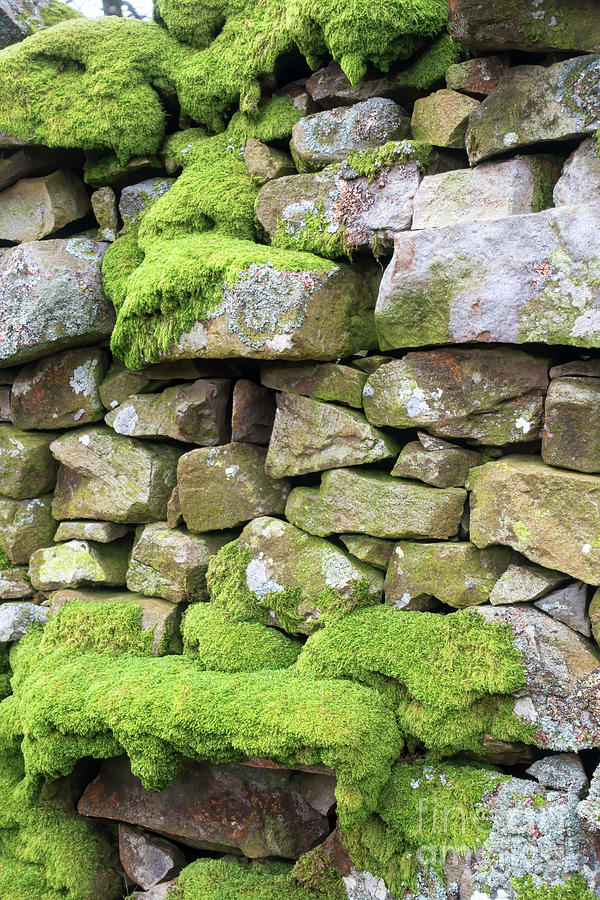 Moss covered dry stone wall in Yorkshire Dales National Park Photograph by Louise Heusinkveld