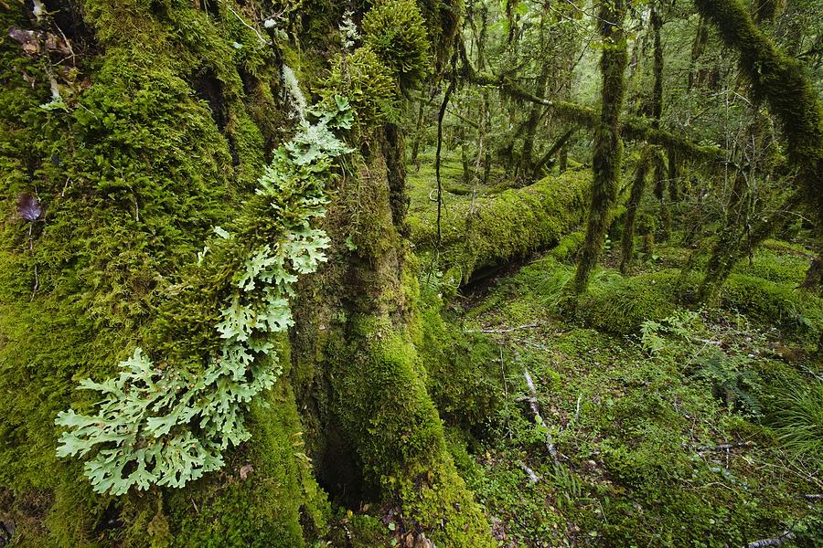 Moss-covered forest Photograph by Roland Gerth/Corbis