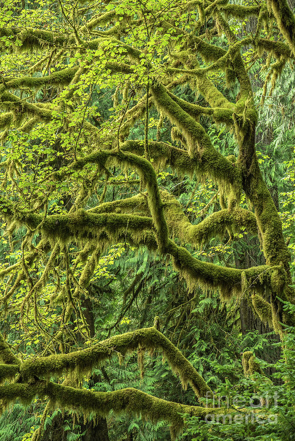 Moss-Covered Limbs in The Evergreen State Photograph by Nancy Gleason