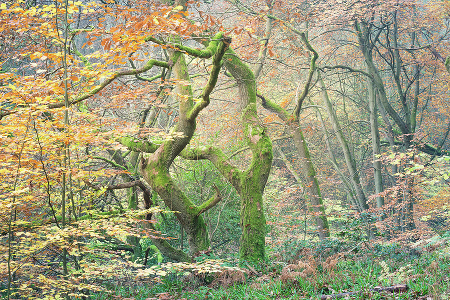 Moss covered oak tree in Autumn Photograph by Anita Nicholson