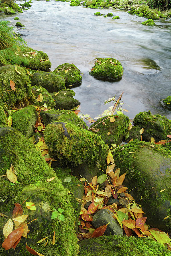 Moss Covered Rocks In River Photograph by Mike Fusaro