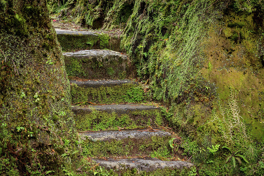 Moss Covered Stairs Photograph by Denise Kopko