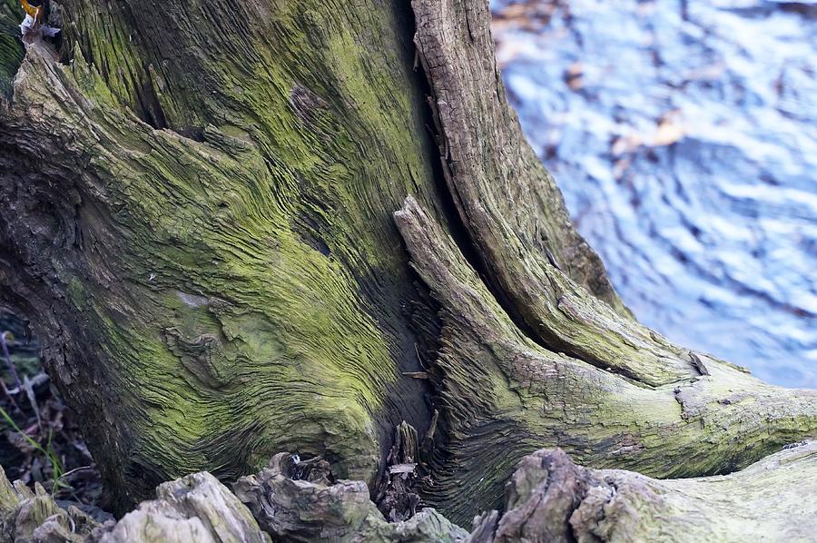 Moss Covered Stump at Rivers Edge Photograph by Michelle Mahnke
