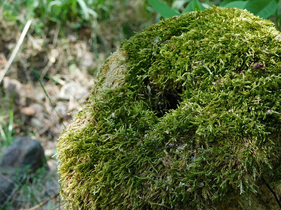 https://fineartamerica.com/featured/moss-covered-stump-matthias-herzog.html
