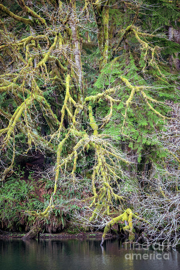 Moss Covered Tree Photograph