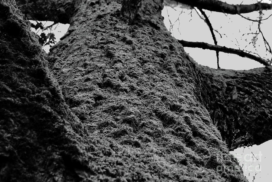 Moss-covered tree in Monochrome Photograph by Pics By Tony