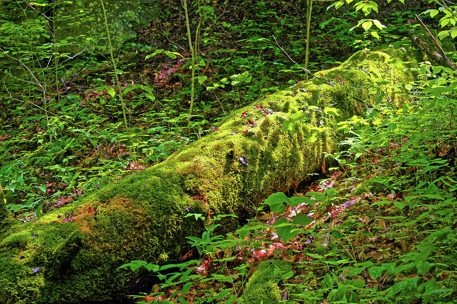 Moss Covered Tree Photograph by Sally Weigand