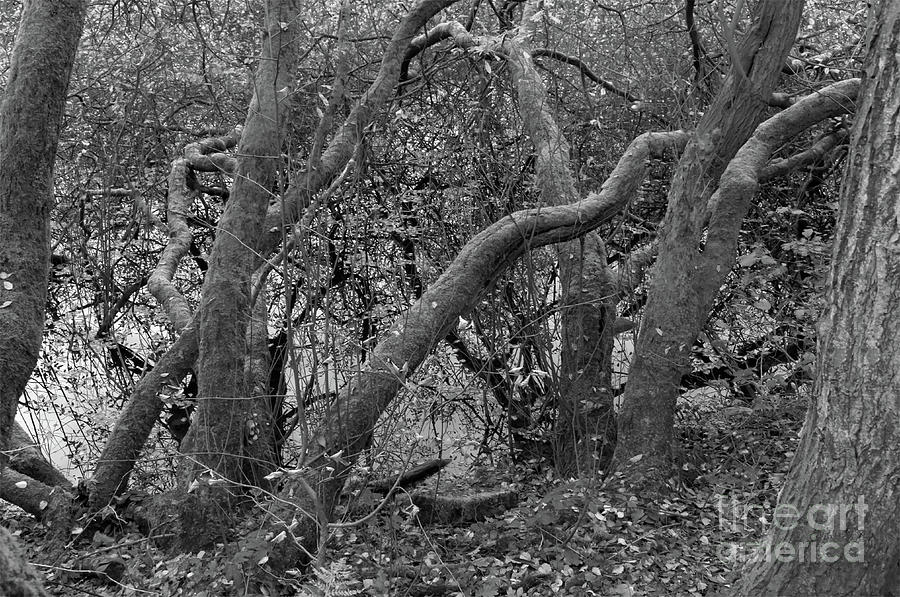 Moss-covered trees, Alkington Woods in Monochrome Photograph by Pics By Tony
