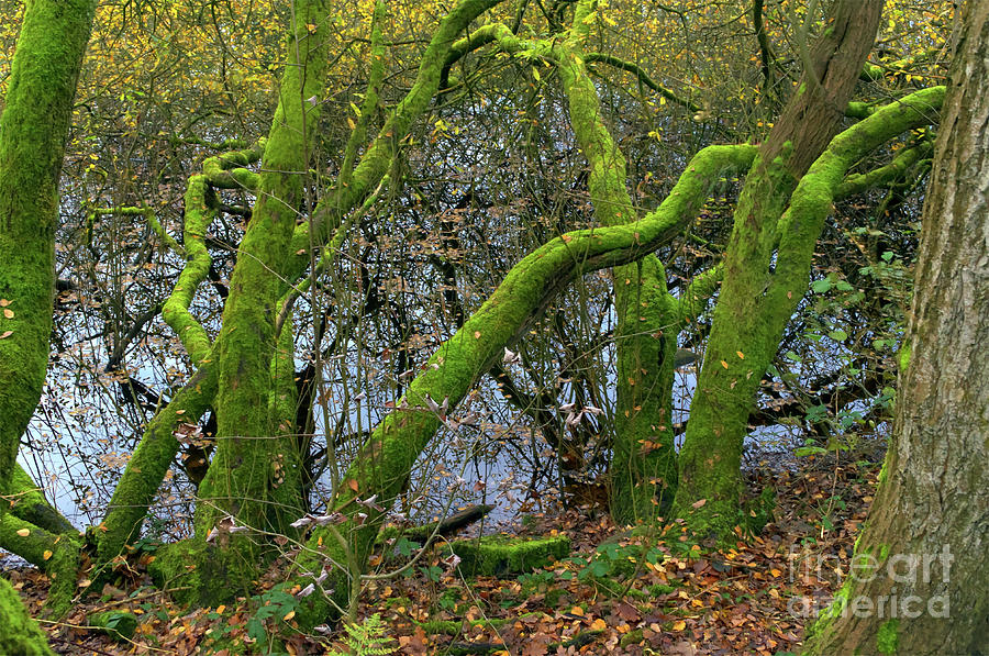 Moss-covered trees, Alkington Woods Photograph by Pics By Tony