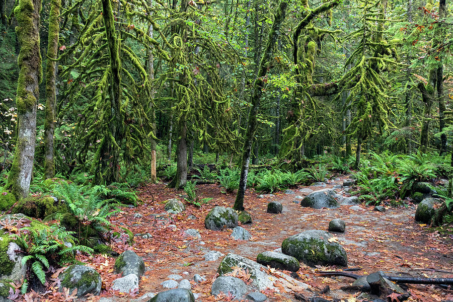 Moss Covered Trees along Baden Powell Trail Photograph by Michael Russell