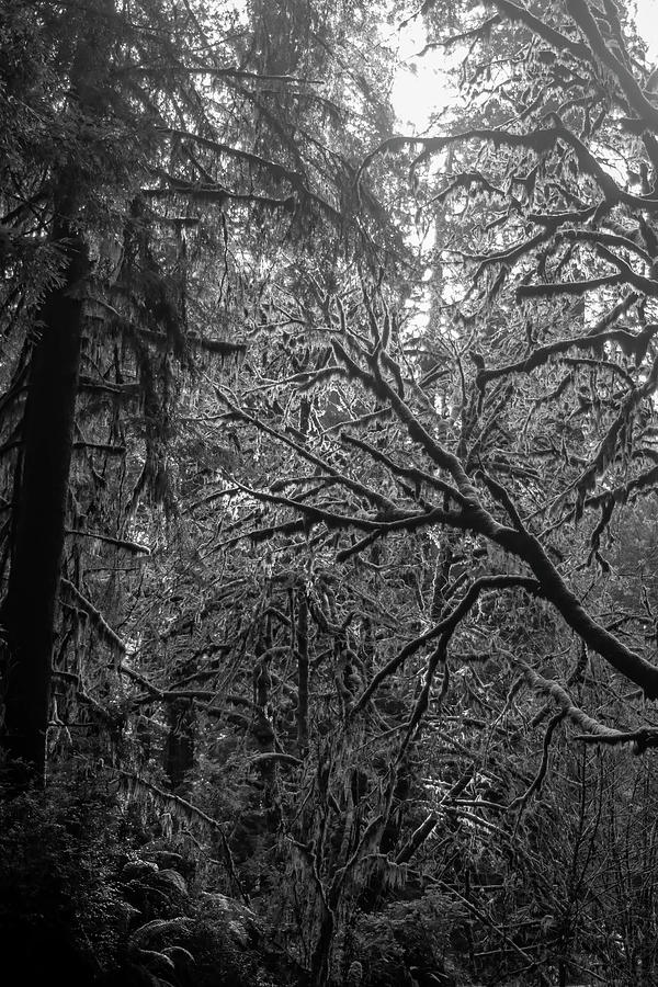 Moss covered trees bw Photograph by Cathy Anderson