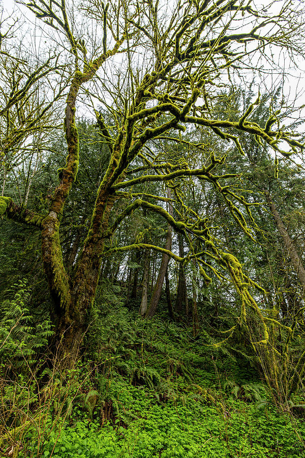 Moss Covered Trees Photograph By Patrick Lyon Fine Art America   Moss Covered Trees Patrick Lyon 