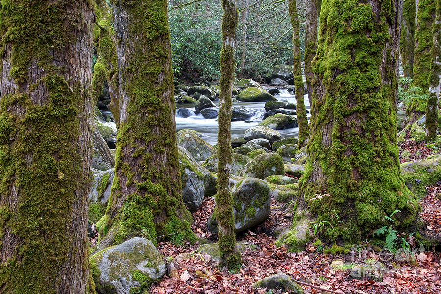 Moss Covered Trees Photograph by Phil Perkins