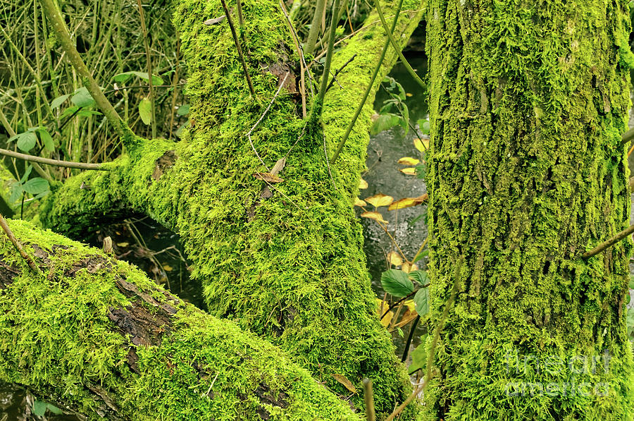 Moss-covered trees Photograph by Pics By Tony