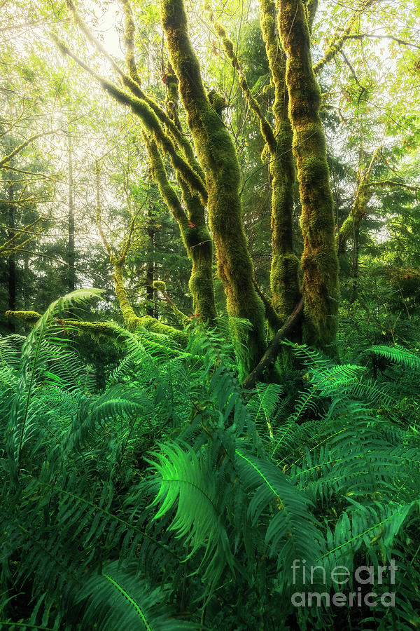 Moss-covered trees with ferns Photograph by Masako Metz
