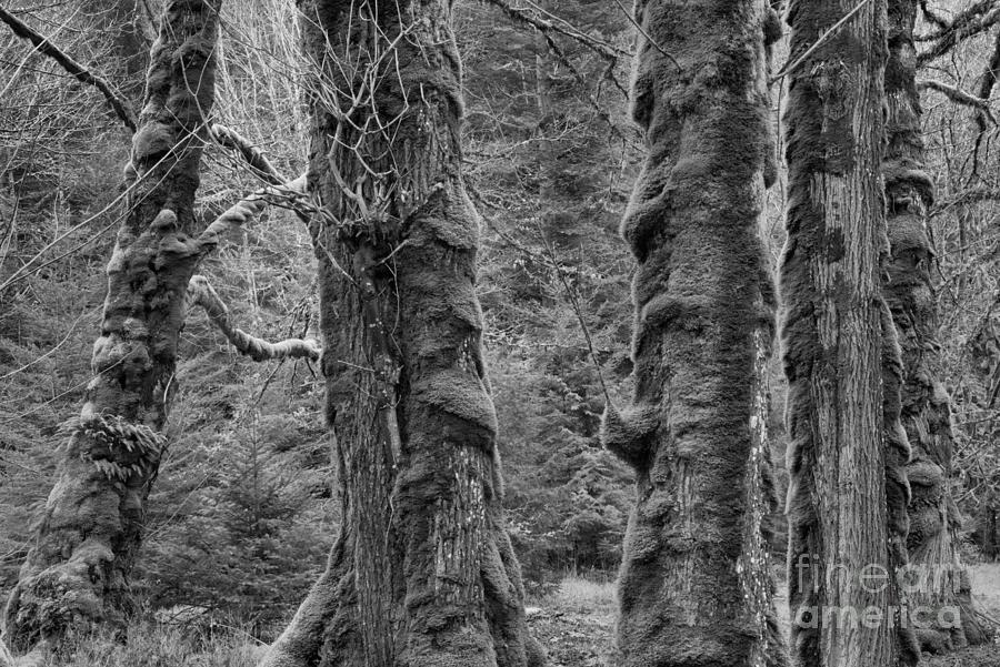 Moss Covered Trunks In The Olympic Forest Black And White Photograph by Adam Jewell