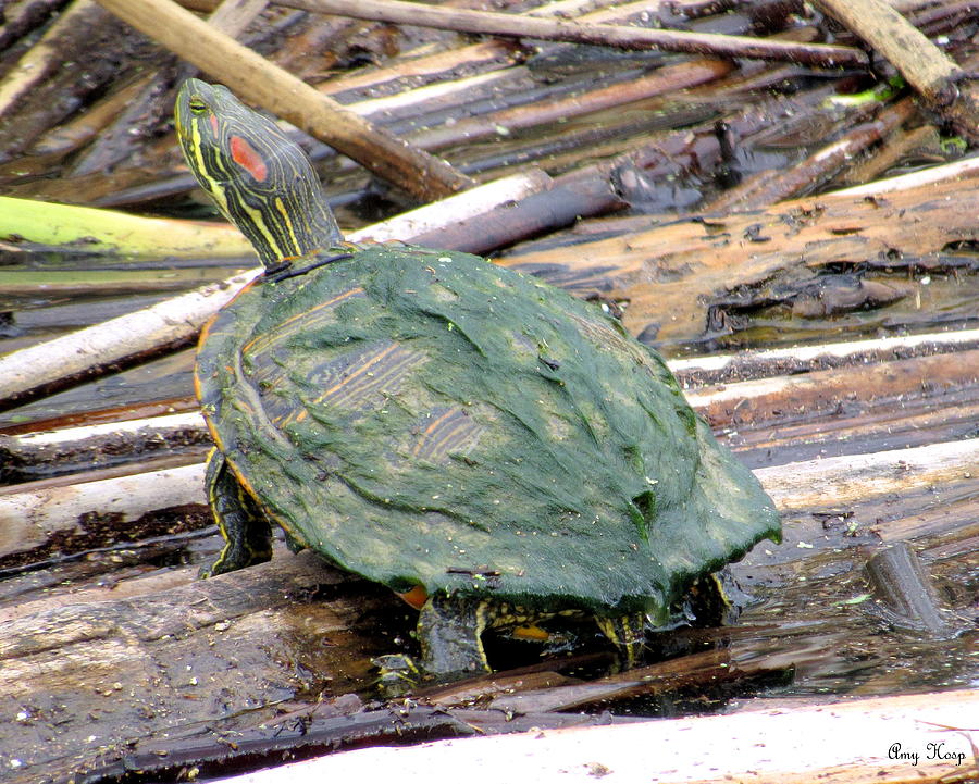 Moss Covered Turtle Photograph by Amy Hosp Fine Art America
