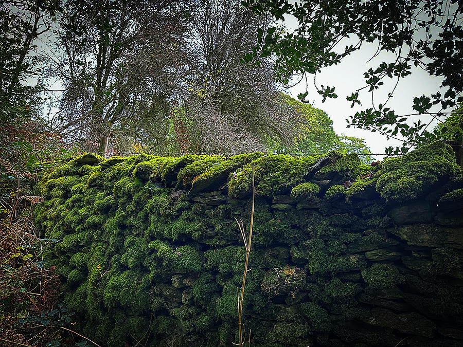 Nature Photograph - Moss Covered Wall Cumbria by Graham Lathbury