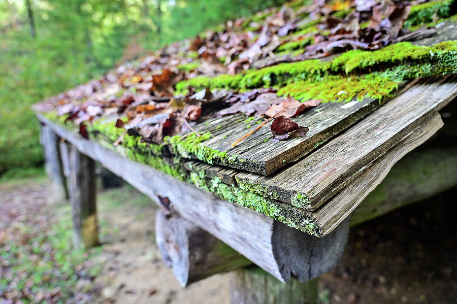 Moss Covered Wooden Roof Photograph by Ed Stokes