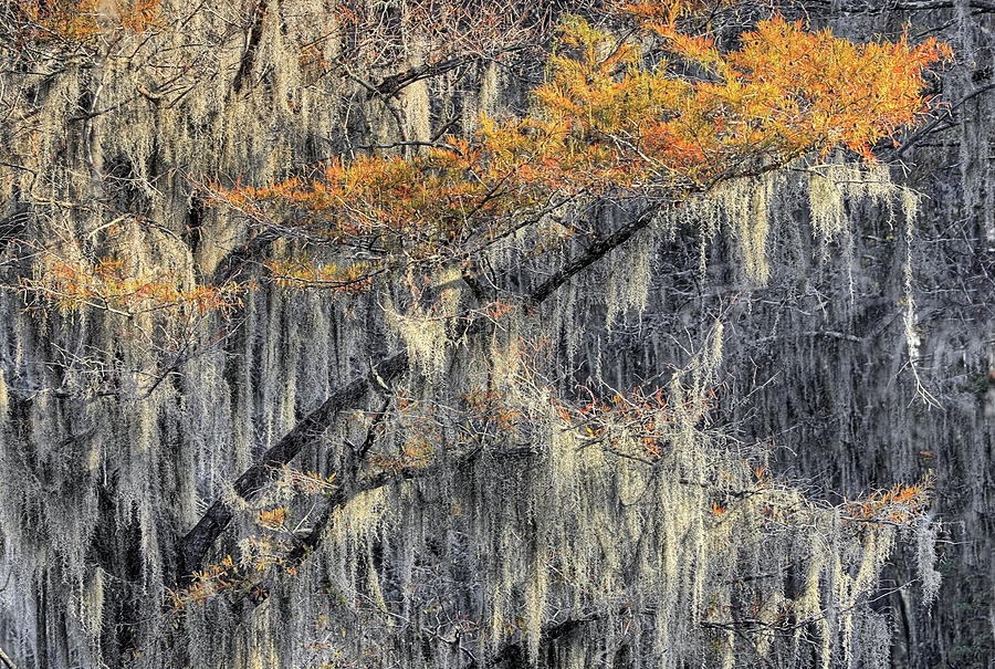 Moss Fall Color Photograph by JC Findley