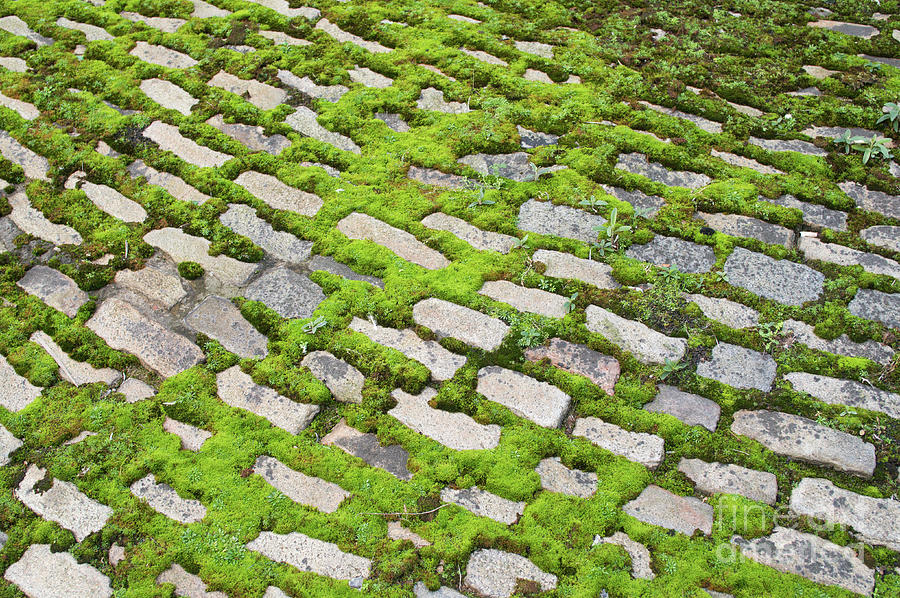 Moss growing between cobbles Photograph by Bryan Attewell