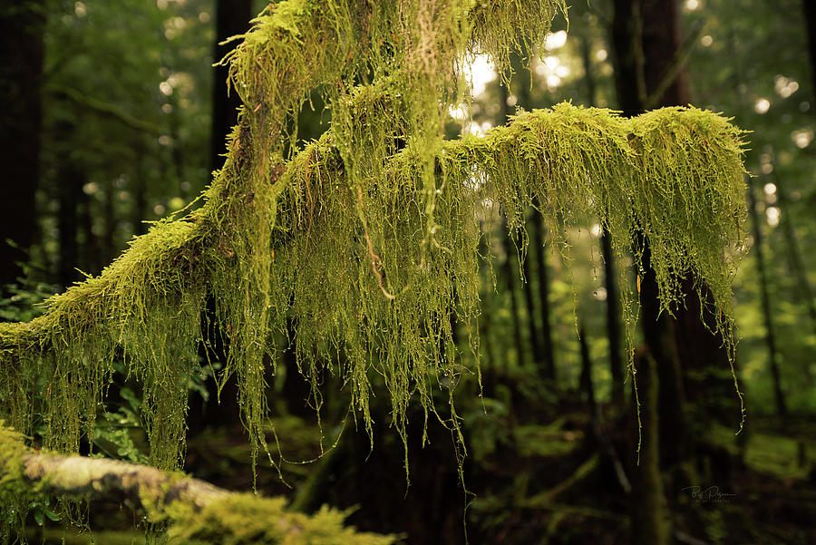 Moss Hang Photograph by Bill Posner