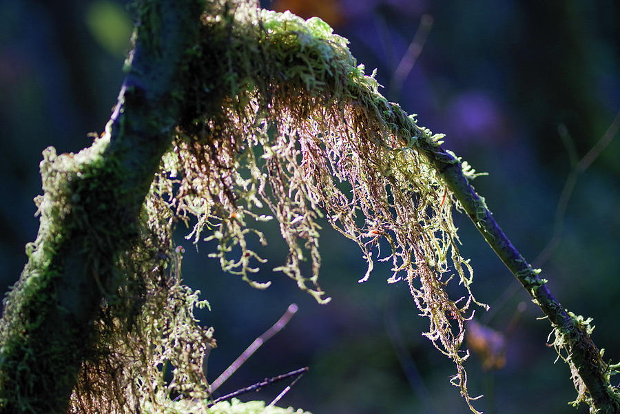 Moss In The Shadows Photograph