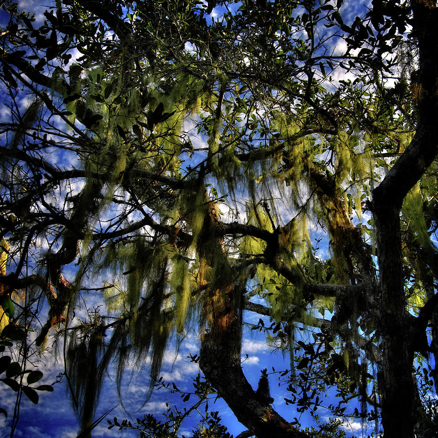 Moss in the Trees Photograph by George Taylor
