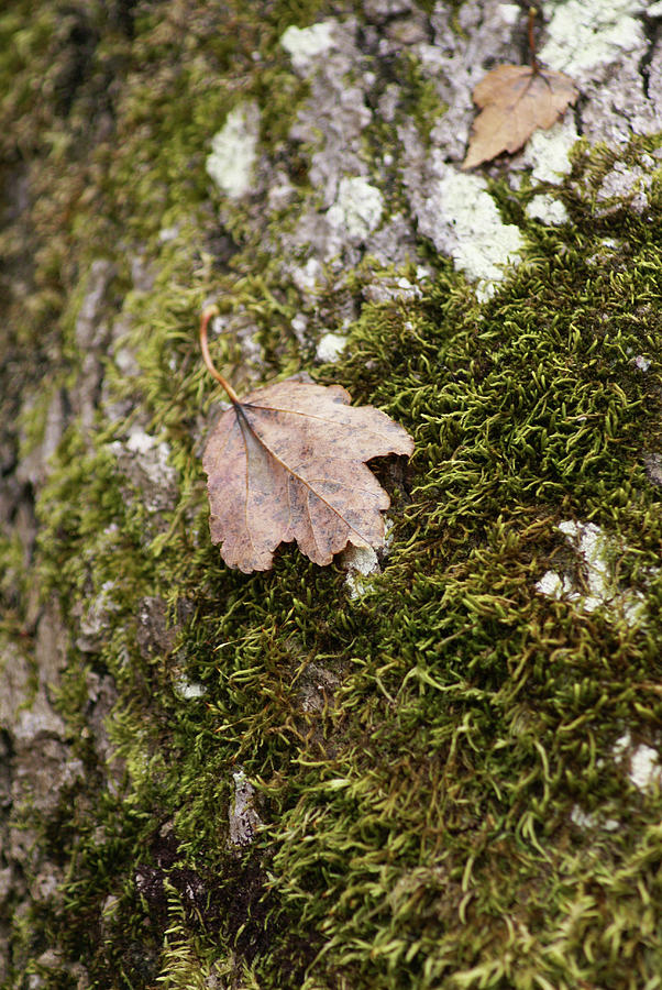 Moss Leaf Photograph by Heather E Harman