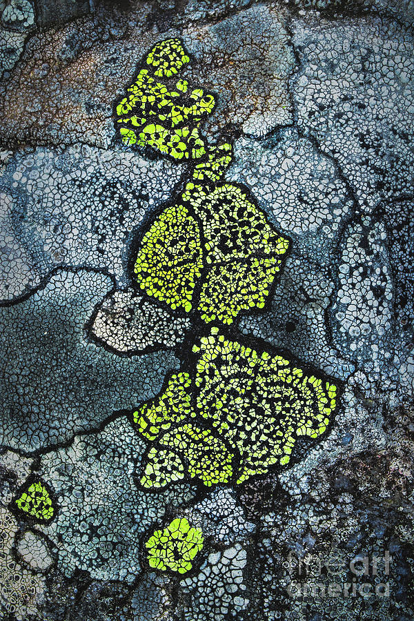 Moss Mosaic 1 Photograph by Ernesto Ruiz