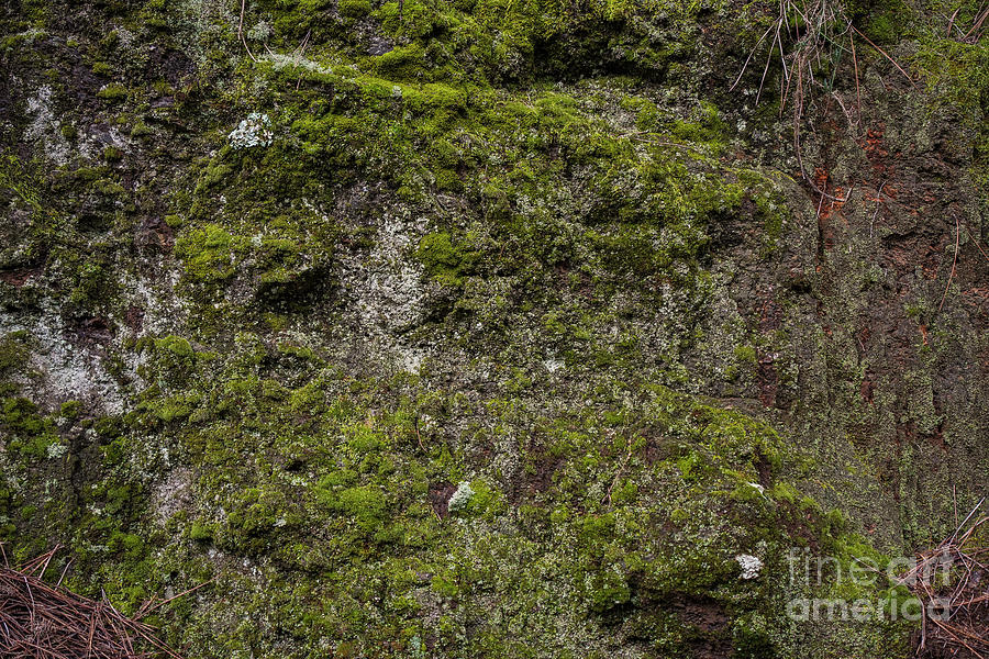 Moss on a natural wall. Photograph by Perry Van Munster