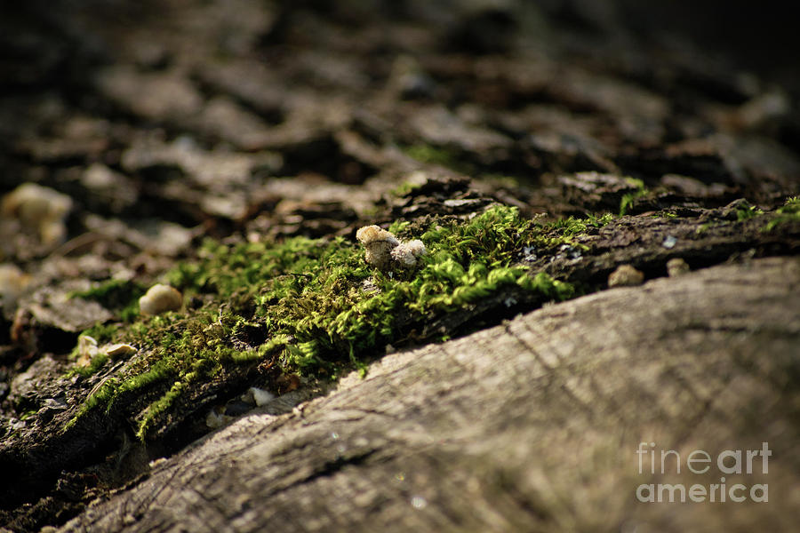 Moss on an old wooden log Photograph by Mendelex Photography