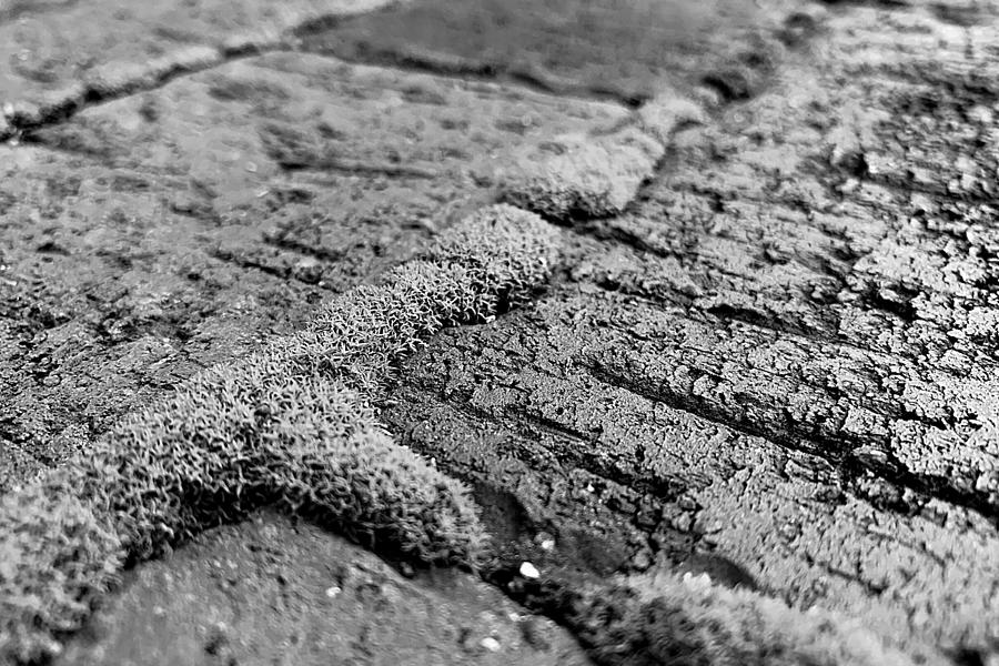 Moss on Brick BW Photograph by Lee Darnell
