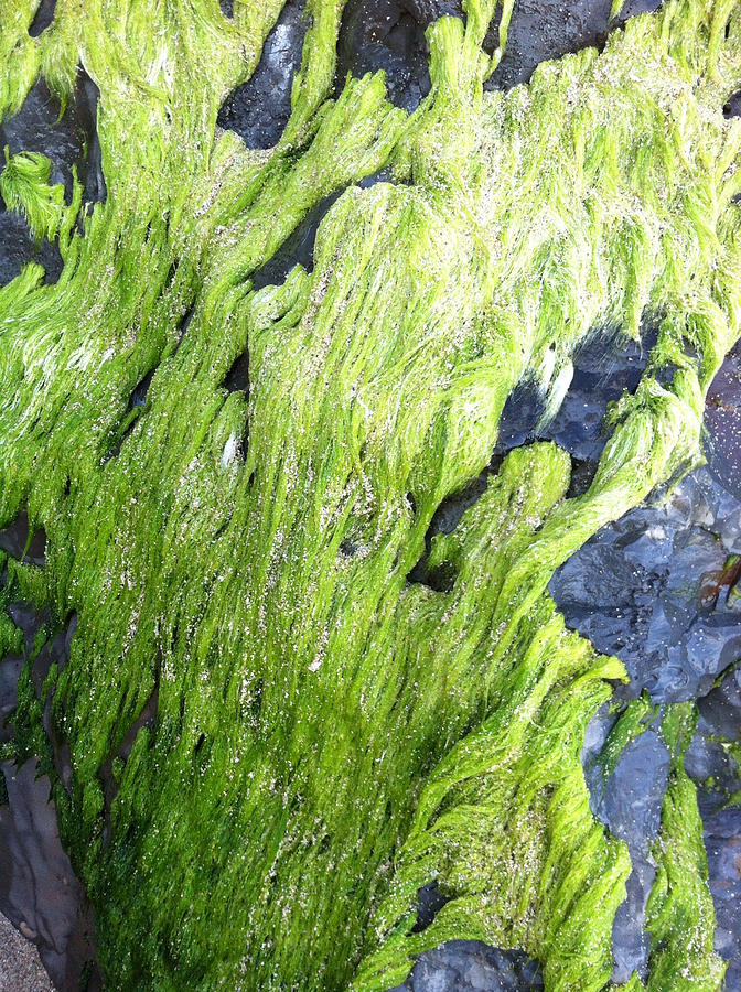 Moss on Granite Cliffs Photograph by Juliette Becker