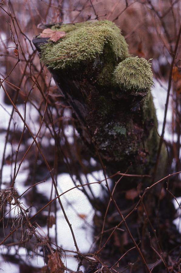 Moss on Stump Photograph by Lawrence Christopher