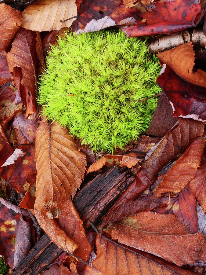 Moss on the Forest Floor Photograph by Rob Huntley