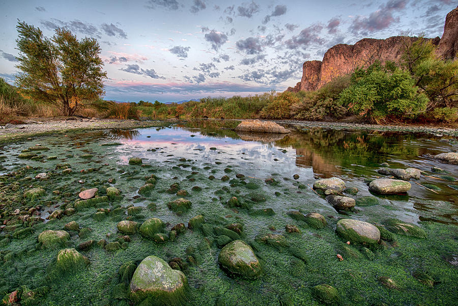 Moss on the Salt River in central Arizona Photograph by Dave Dilli