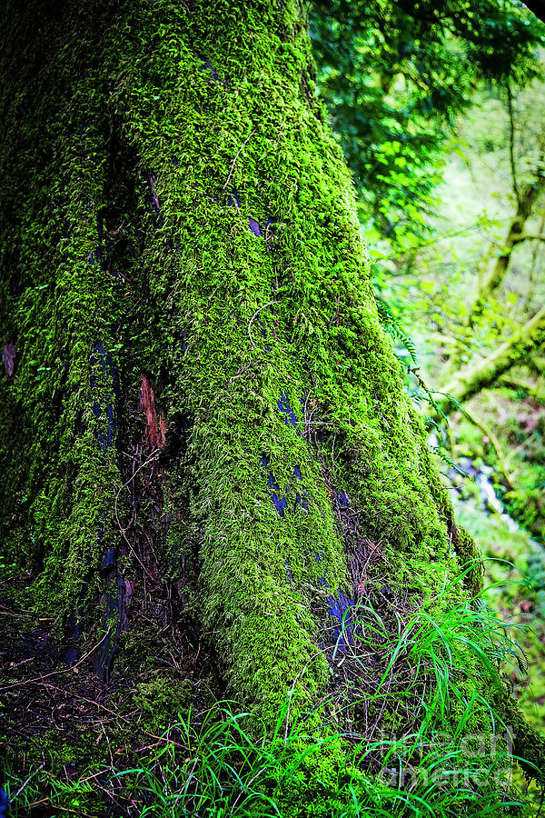 Moss On Tree Photograph by Jon Burch Photography