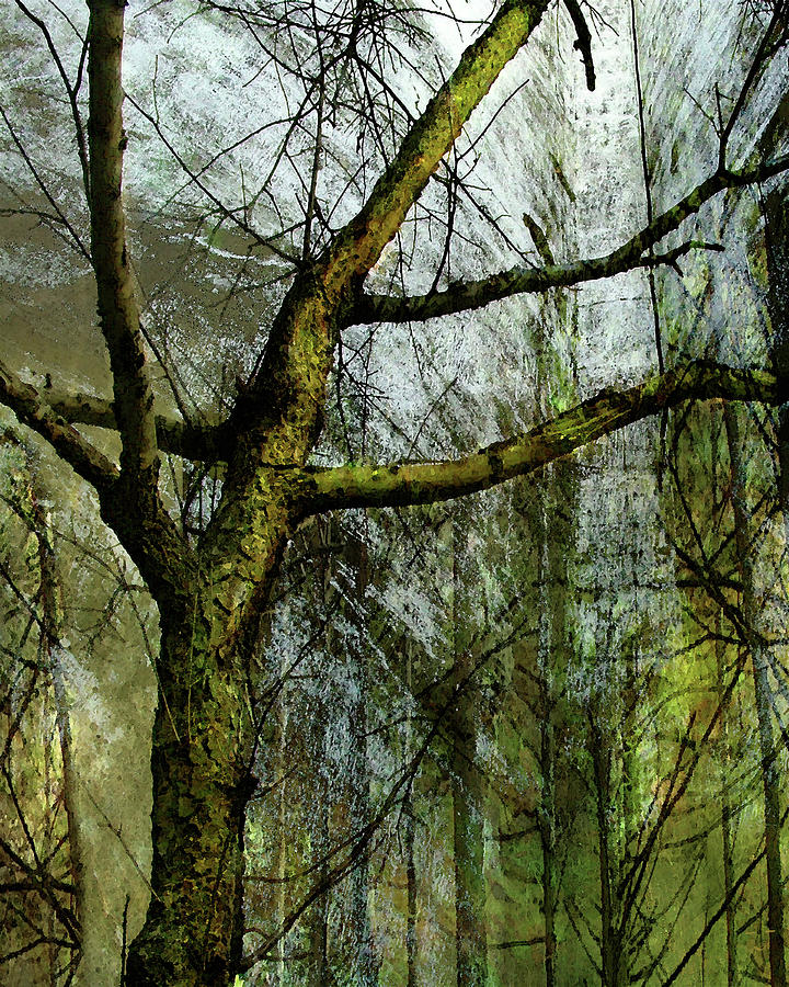 Moss on Tree Digital Art by Ken Walker