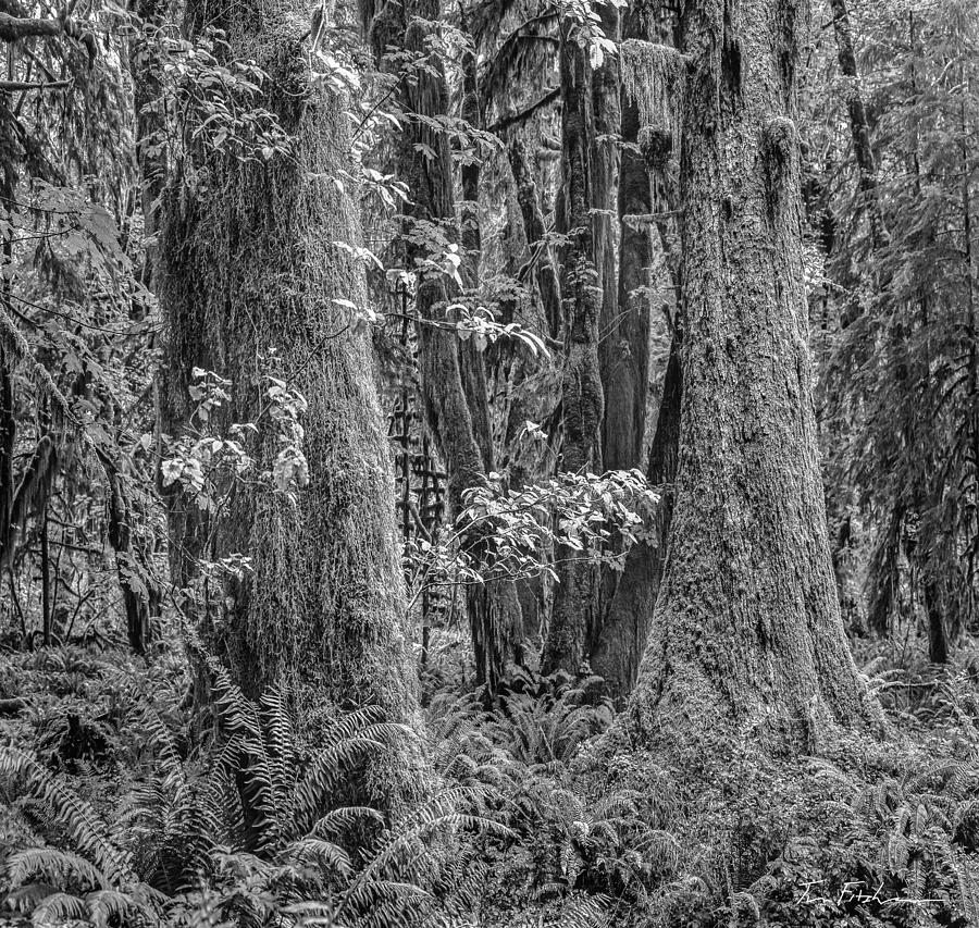 Moss on trees, Hoh Rain Forest, Olympic Na Photograph by Tim Fitzharris