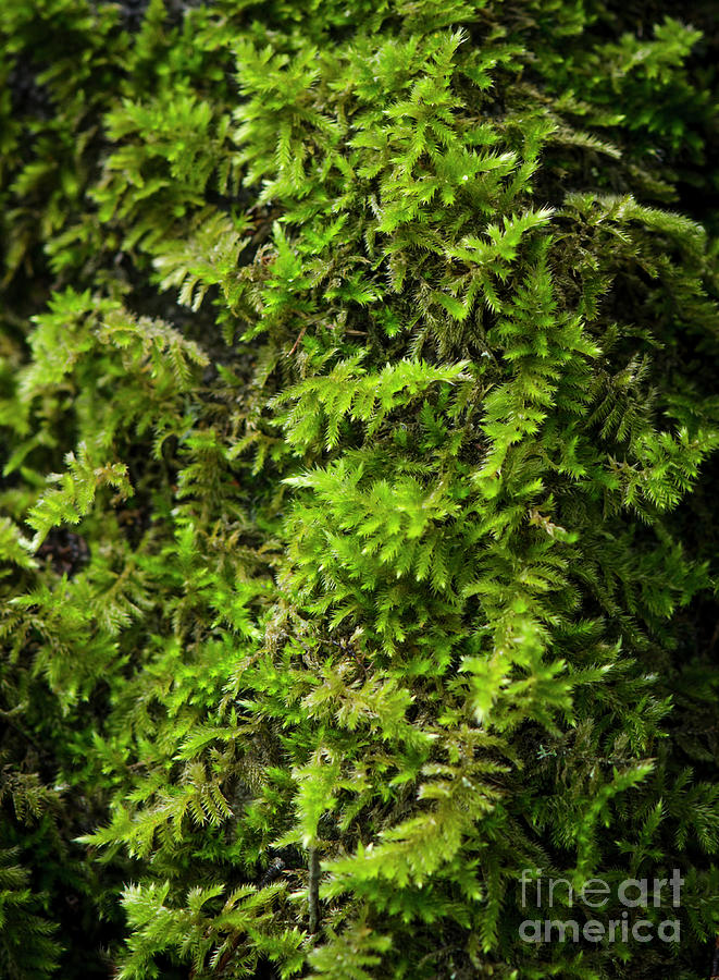 Moss Photograph by Perry Van Munster