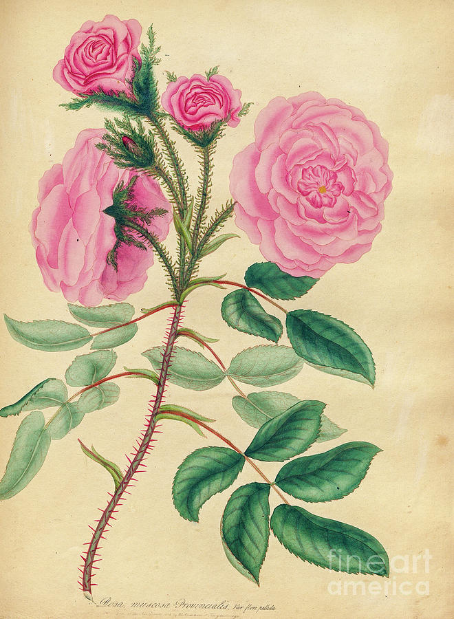 Moss Province Rose Pale-fiowered Variety k Drawing by Botany