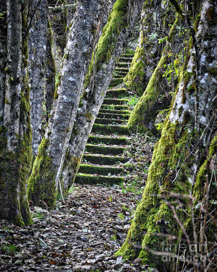 Moss Stairs Digital Art by Kirt Tisdale