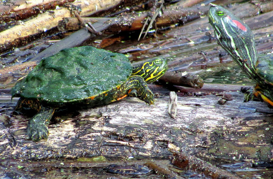 Moss Turtle Photograph By Amy Hosp - Pixels