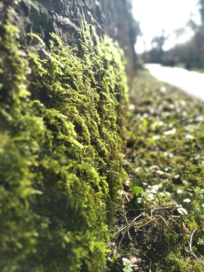 Victorian Moss wall on country lane Photograph by Vintage Collectables