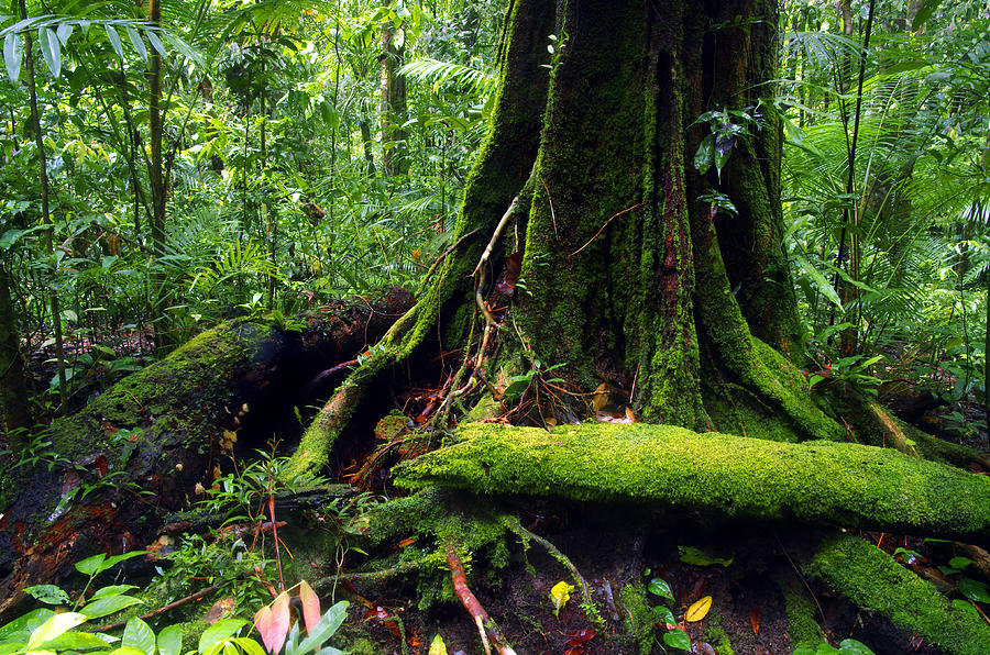 Mossman Green - Moss covered trees in Australian rainforest Photograph by Kenneth Lane Smith