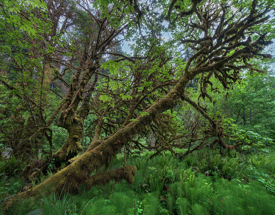 Redwood National Park Photograph - Mossy Big leaf Maple, Redwood National Park, California, USA by Tim Fitzharris