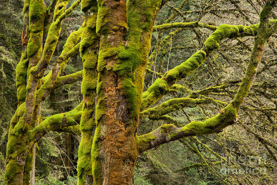 Mossy Branches In The Olympic Rainforest Photograph by Adam Jewell