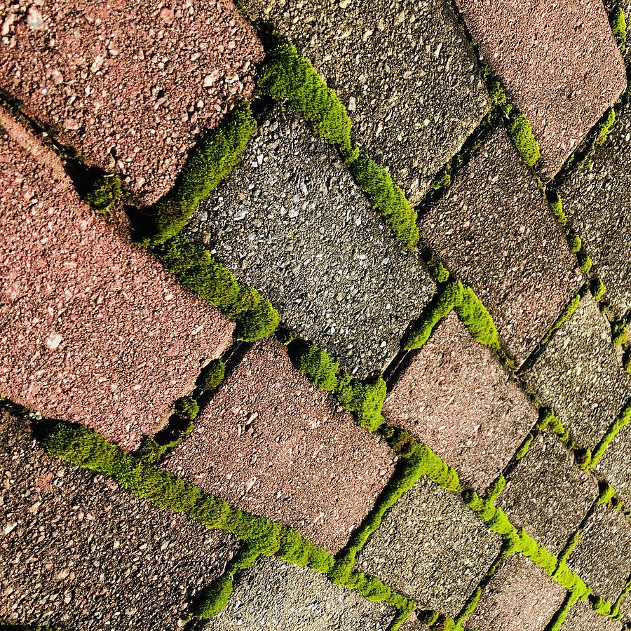 Mossy Bricks  Photograph by Douglas Fromm